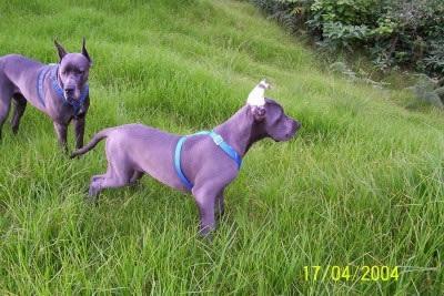 Ulric Des Terres De La Rairie