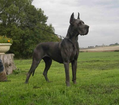 Ulmina Des Terres De La Rairie