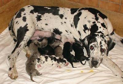 Marat Vom Hause Wagner