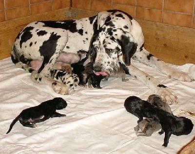 Merkur Escobar Vom Hause Wagner