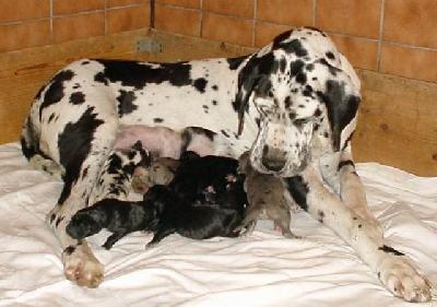 Mona Vom Hause Wagner