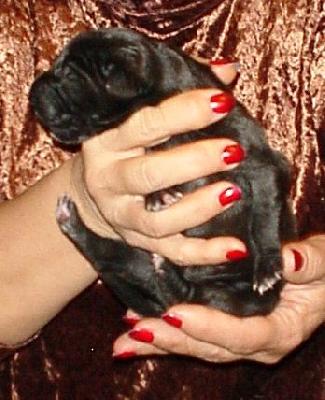 Matrix Vom Hause Wagner