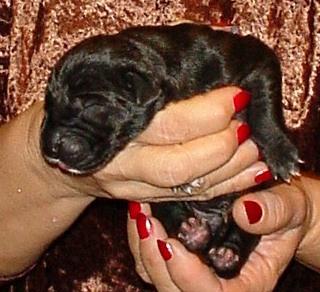 Milli Vom Hause Wagner