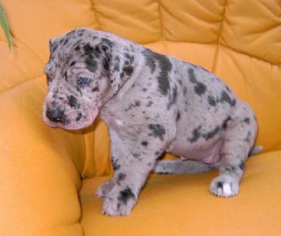 Missi Vom Hause Wagner