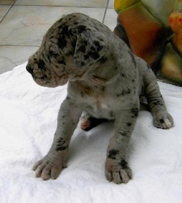 Missi Vom Hause Wagner