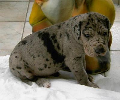 Missi Vom Hause Wagner