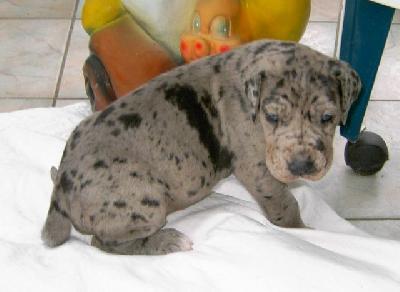 Missi Vom Hause Wagner