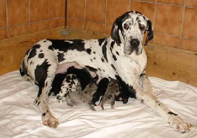 Milka Vom Hause Wagner