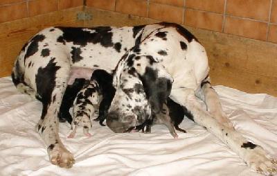 Madonna Vom Hause Wagner