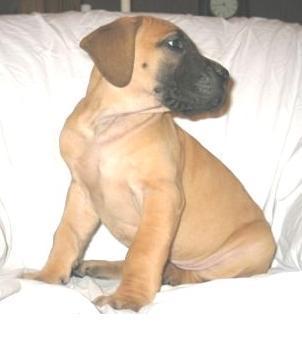 Gershwin Vom Sprendlinger Tal