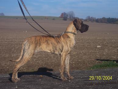 Goja Vom Sprendlinger Tal