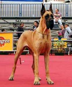 Ch Petronilla Dei Cento Scudi