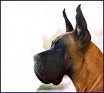 Ch Petronilla Dei Cento Scudi