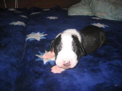 Nicklas Bocca D�tigre