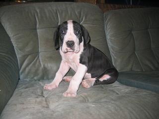 Nicklas Bocca D�tigre