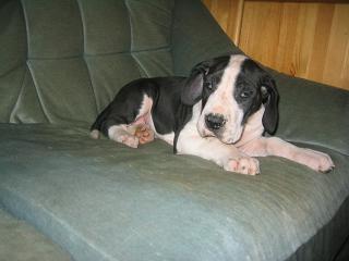 Nicklas Bocca D�tigre