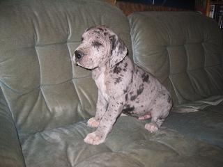 Nadir Bocca D�tigre