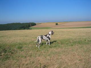 Nyssa Bocca D�tigre