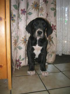 Nancy Bocca D�tigre