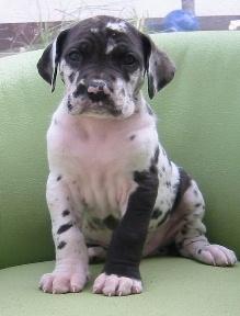 Adreju Von Iron Stone