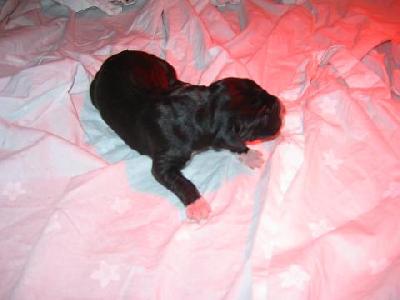 Arames Von Iron Stone