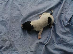 Bolero Von Schlesien