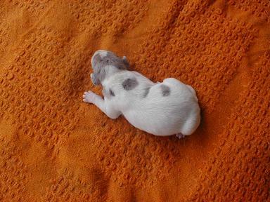 Bolschewik Von Schlesien