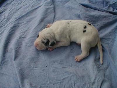 Bascha-luna Von Schlesien