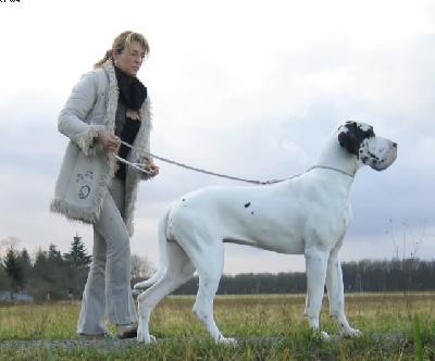 Bascha-luna Von Schlesien