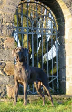 Michelangelo Cavallero Rodolfo