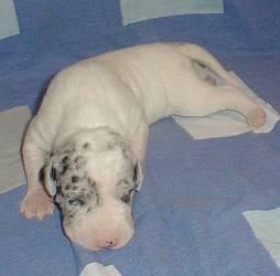 Jacky Von Blue Ground