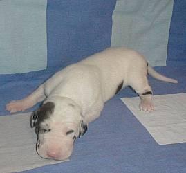 Jalyza Von Blue Ground