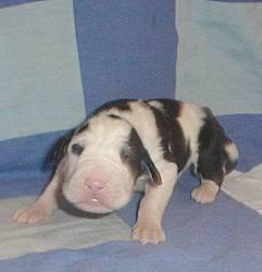 Jette Von Blue Ground