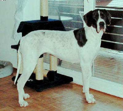 Jumana Von Blue Ground