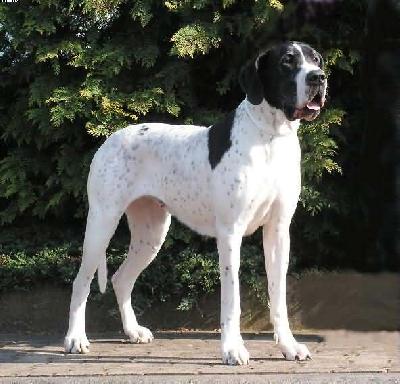 Jumana Von Blue Ground