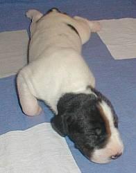 Jacaly Von Blue Ground