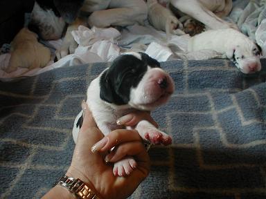 Cardinov Von Schlesien