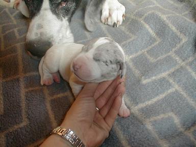 Corneliusch Von Schlesien