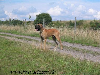 Othello-djego Bocca D�tigre