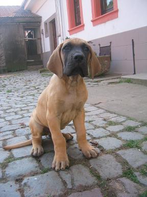 Othello-djego Bocca D�tigre