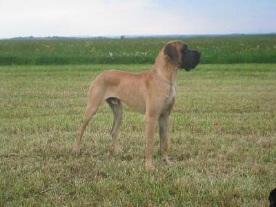 Othello-djego Bocca D�tigre