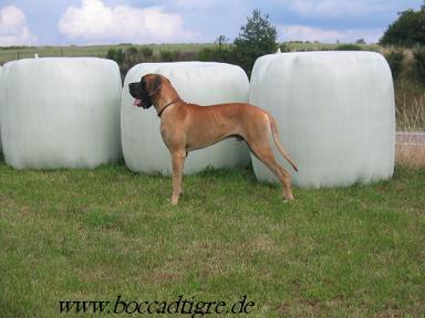 Othello-djego Bocca Dtigre