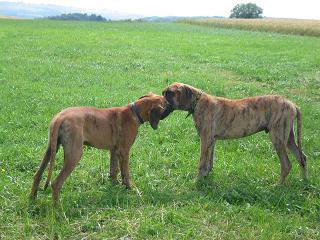 Otis Bocca D�tigre