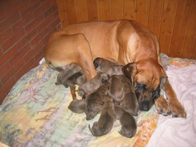 Okawangu-kaja Bocca Dtigre