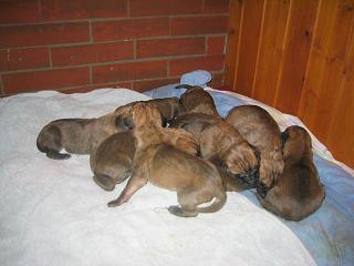 Ophelia Bocca D�tigre