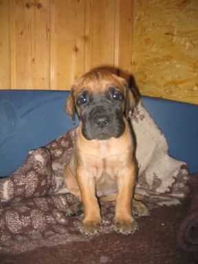 Ophelia Bocca D�tigre