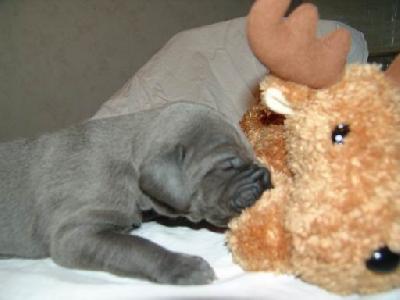 Atlas Von Blackpearl