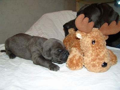 Armstrong Von Blackpearl