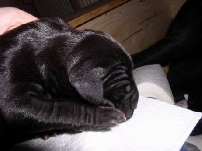 Alcatraz Von Blackpearl