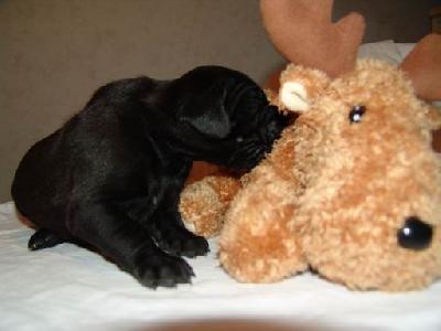 Alcatraz Von Blackpearl